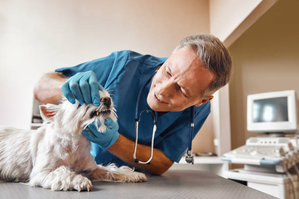 Best Weekend Emergency Dentist in Mount Ephraim, NJ